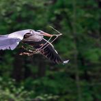 Graureiher (Ardea cinerea)