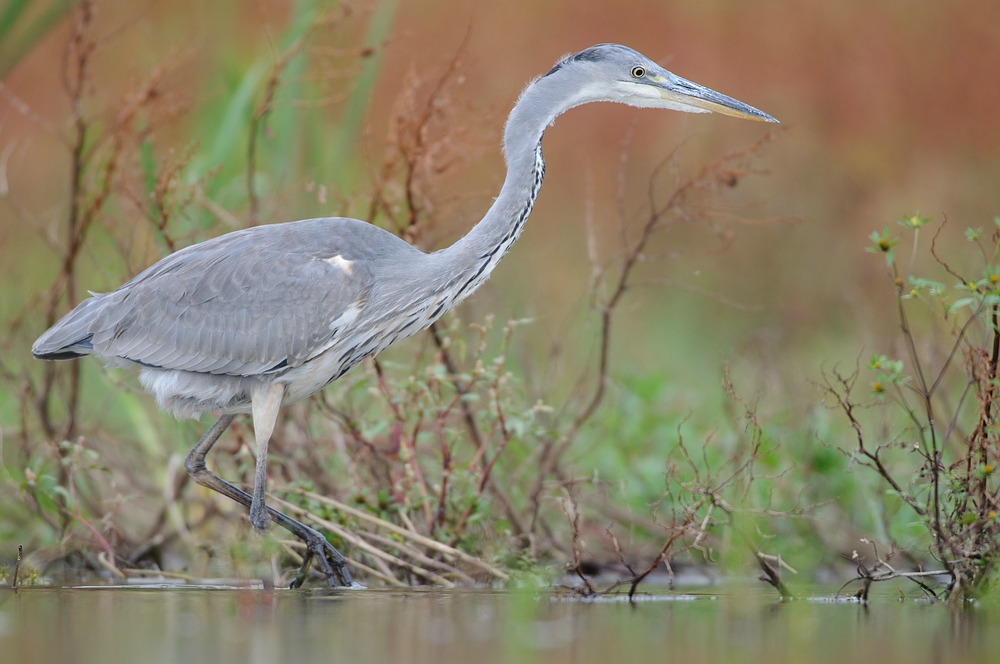 Graureiher (Ardea cinerea)