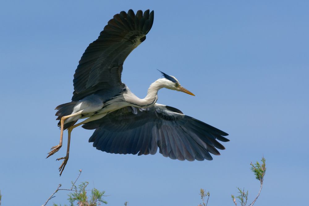 Graureiher (Ardea cinerea)