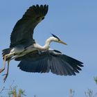 Graureiher (Ardea cinerea)