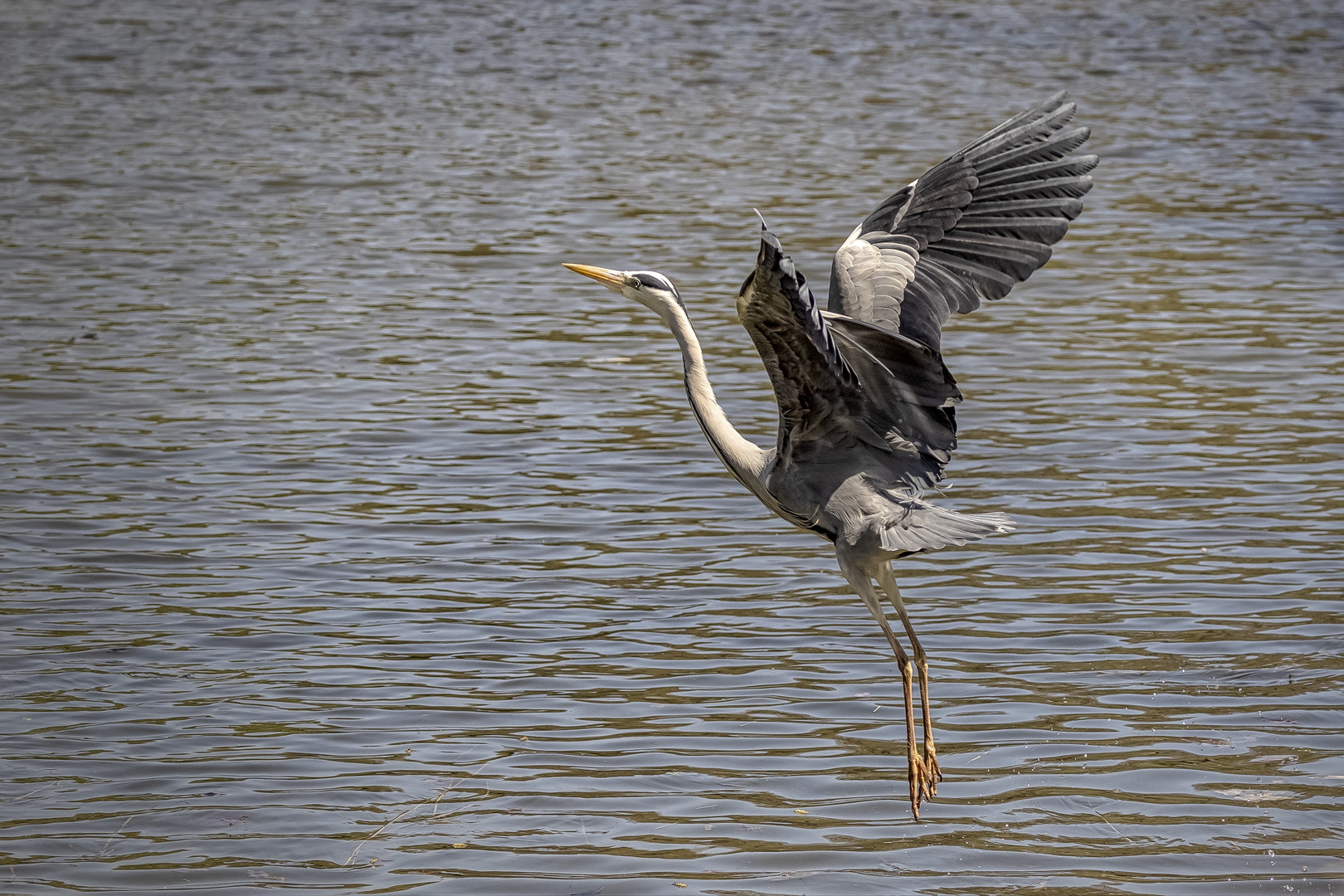 Graureiher (Ardea cinerea) 