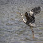 Graureiher (Ardea cinerea) 