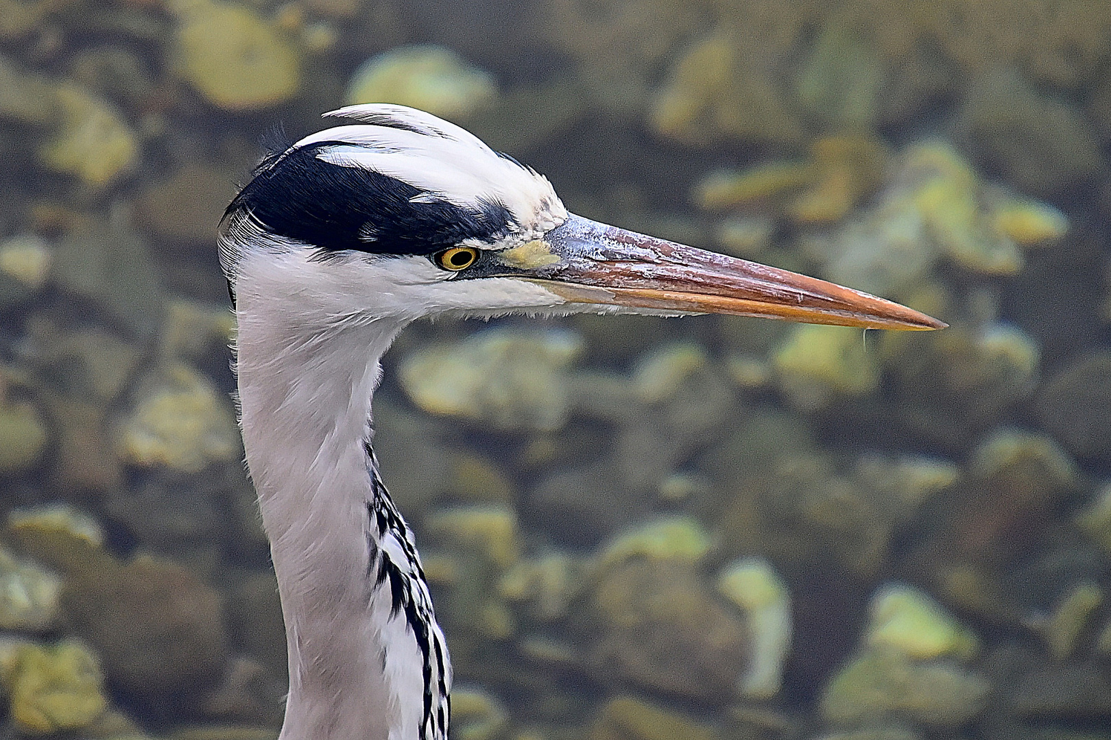 Graureiher (Ardea cinerea)