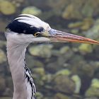 Graureiher (Ardea cinerea)