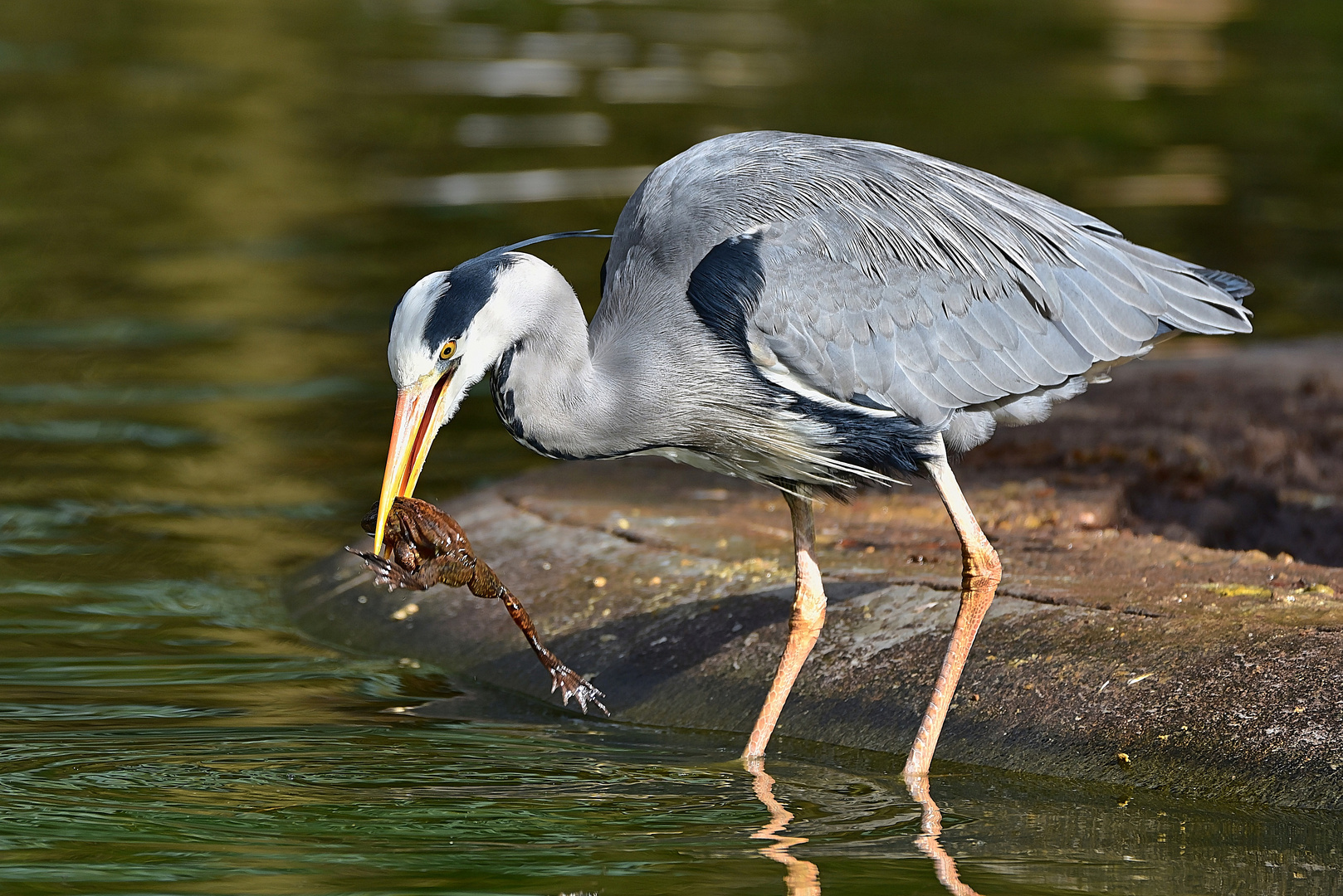 Graureiher (Ardea cinerea)