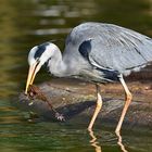 Graureiher (Ardea cinerea)