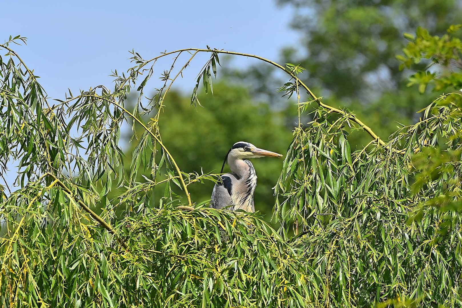 Graureiher (Ardea cinerea)