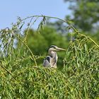 Graureiher (Ardea cinerea)