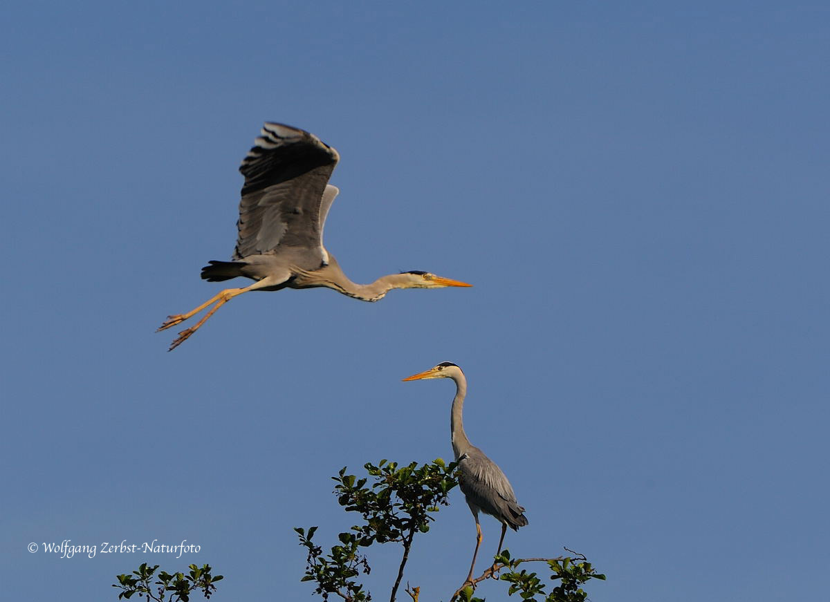 --- Graureiher--- ( Ardea cinerea )