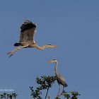 --- Graureiher--- ( Ardea cinerea )