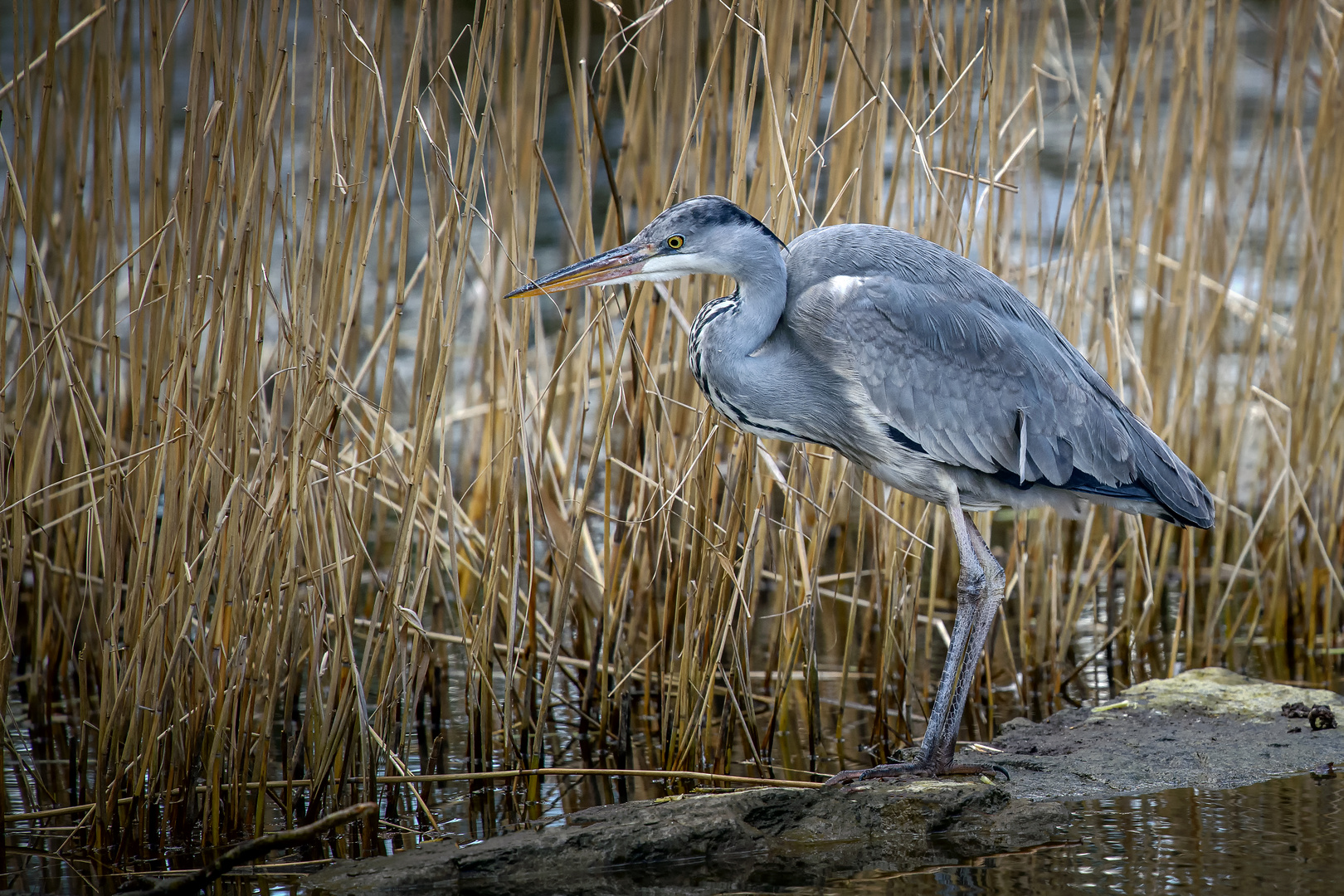 Graureiher (Ardea cinerea)