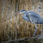 Graureiher (Ardea cinerea)