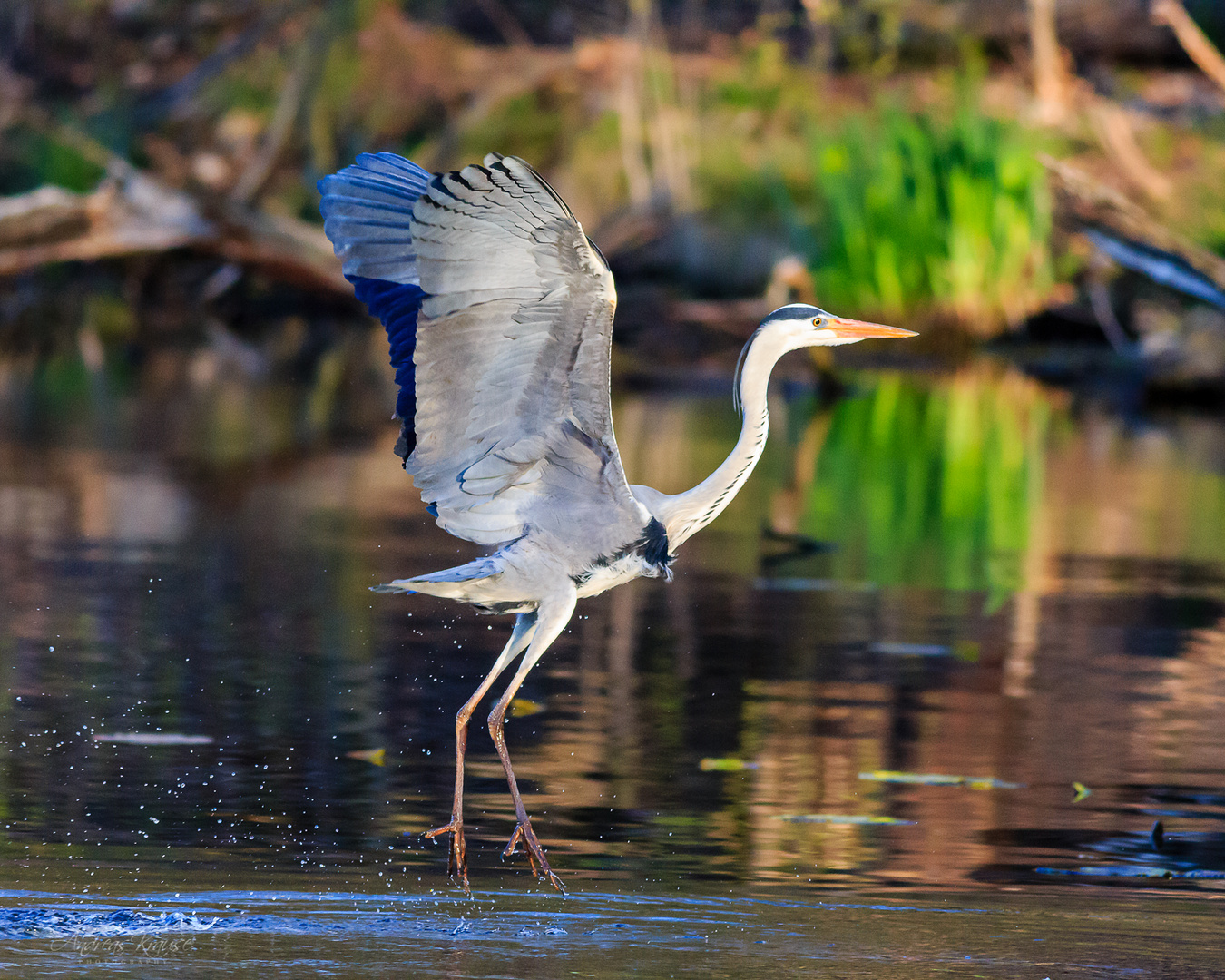 Graureiher (Ardea cinerea) 