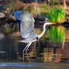 Graureiher (Ardea cinerea) 