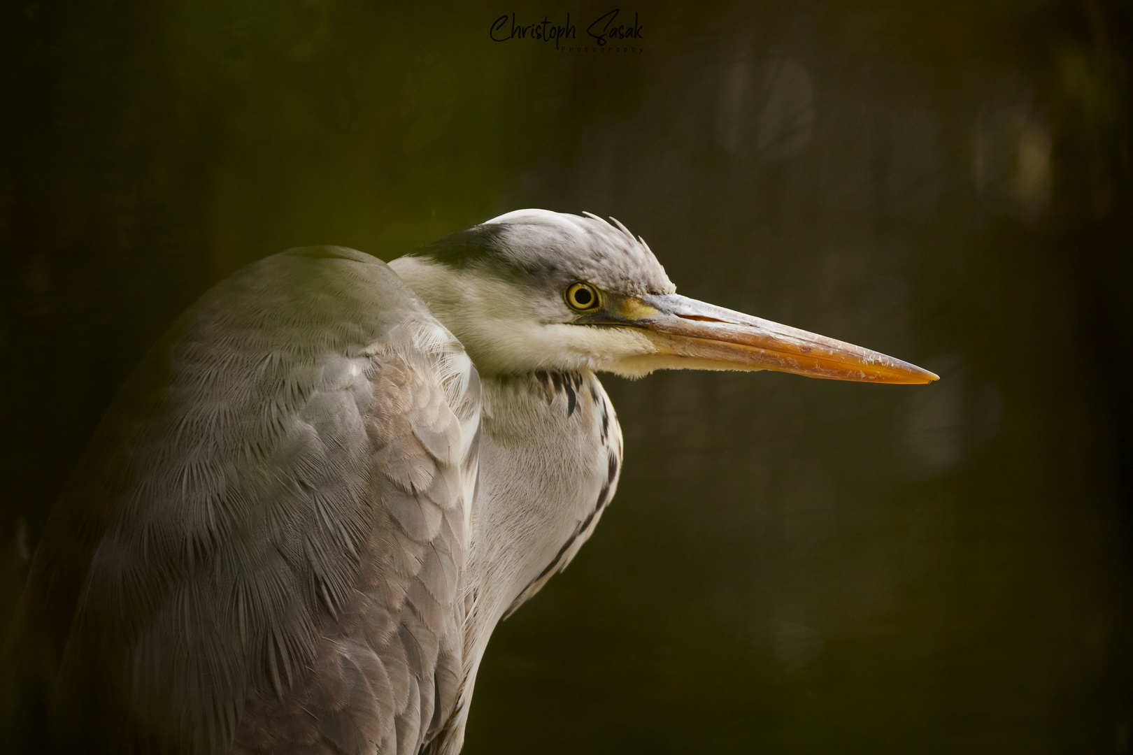 Graureiher "Ardea cinerea"