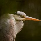 Graureiher "Ardea cinerea"