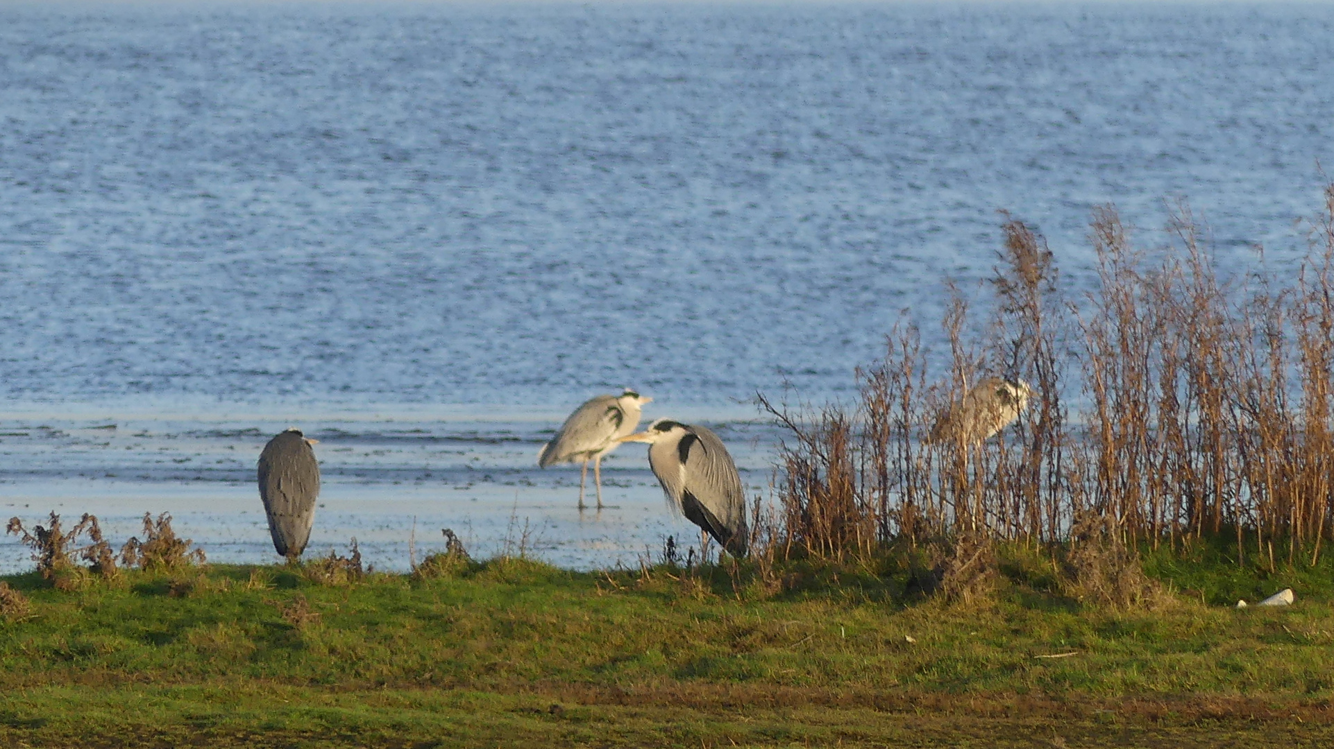 Graureiher (Ardea cinerea)... 