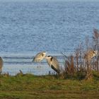 Graureiher (Ardea cinerea)... 