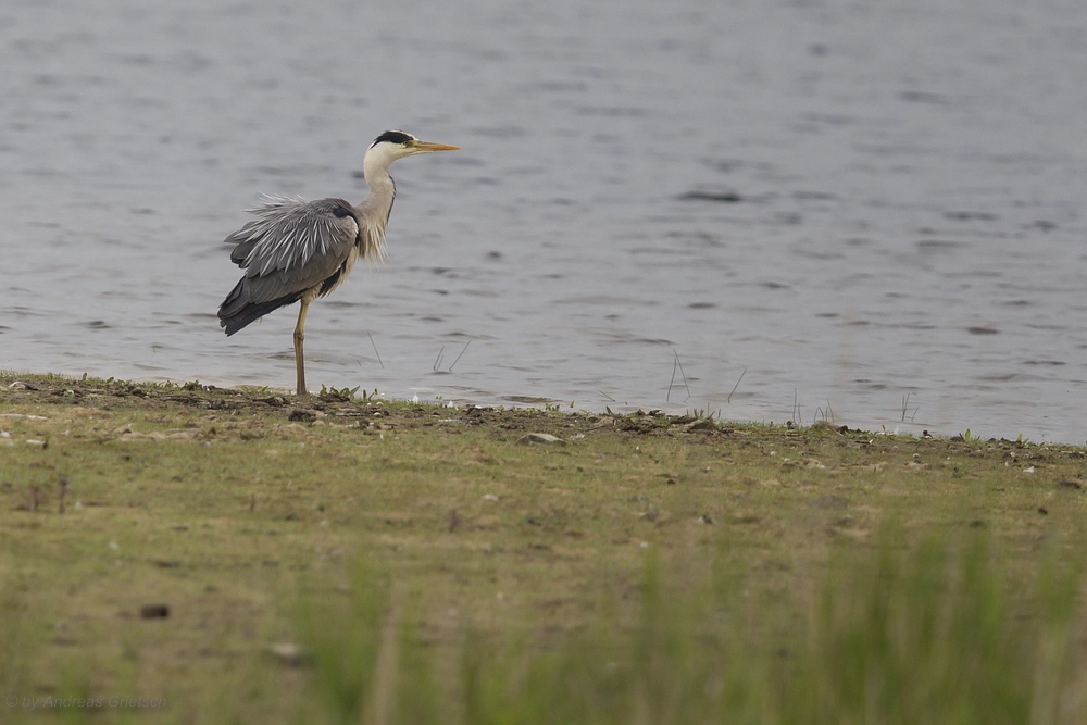 Graureiher (Ardea cinerea