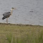 Graureiher (Ardea cinerea