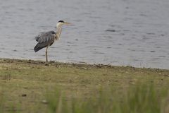 Graureiher (Ardea cinerea