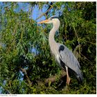 ---- Graureiher ---- ( Ardea cinerea )