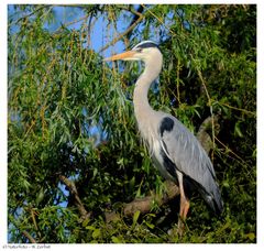 ---- Graureiher ---- ( Ardea cinerea )