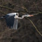 Graureiher (Ardea cinerea)