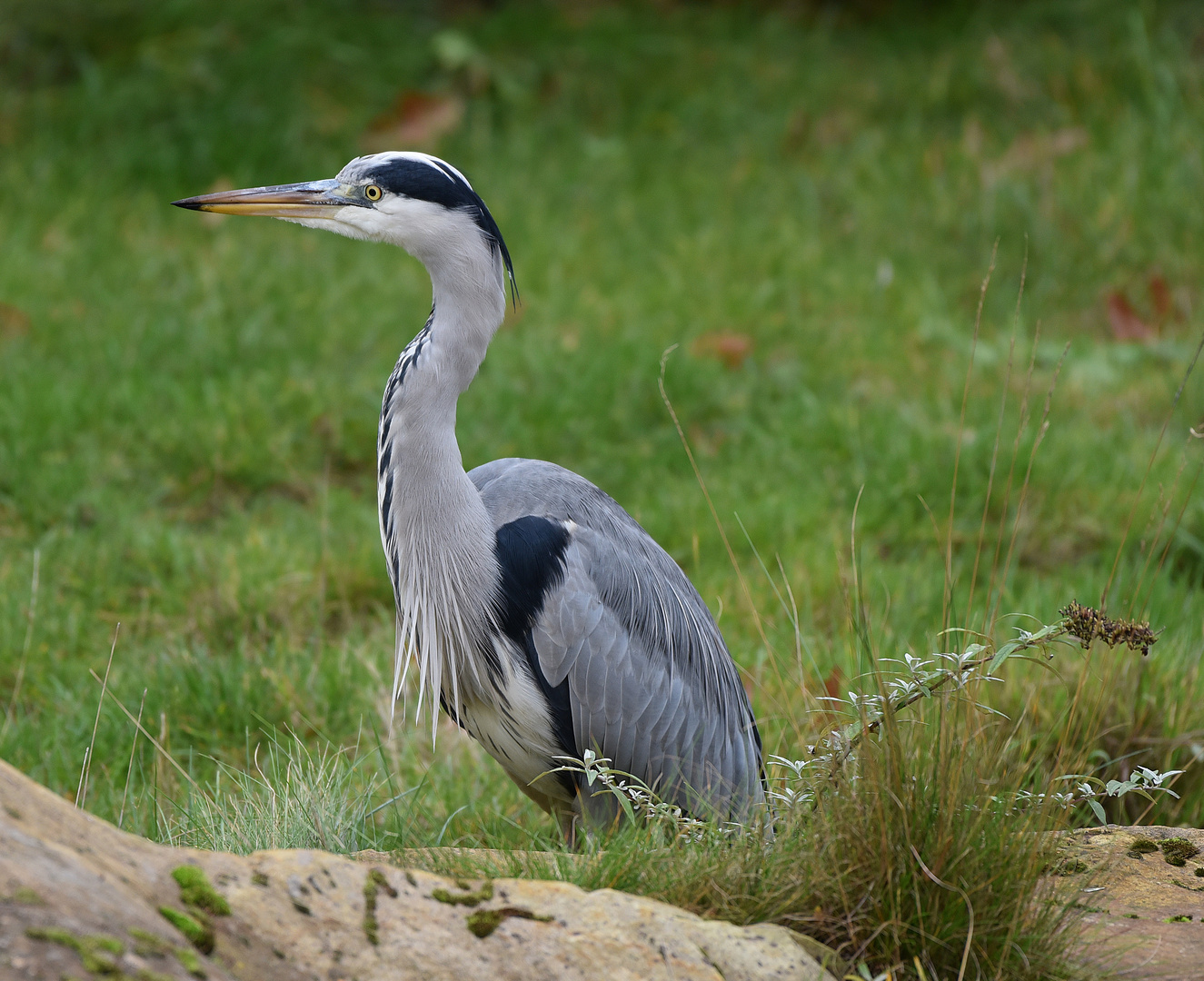 Graureiher (Ardea cinerea)