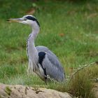 Graureiher (Ardea cinerea)