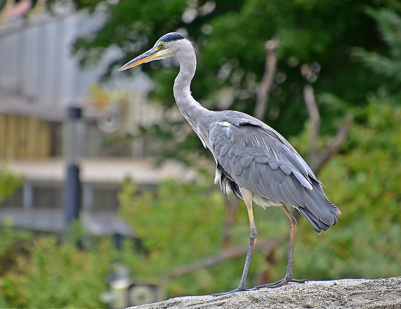 Graureiher (Ardea cinerea)