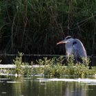 Graureiher (Ardea cinerea)