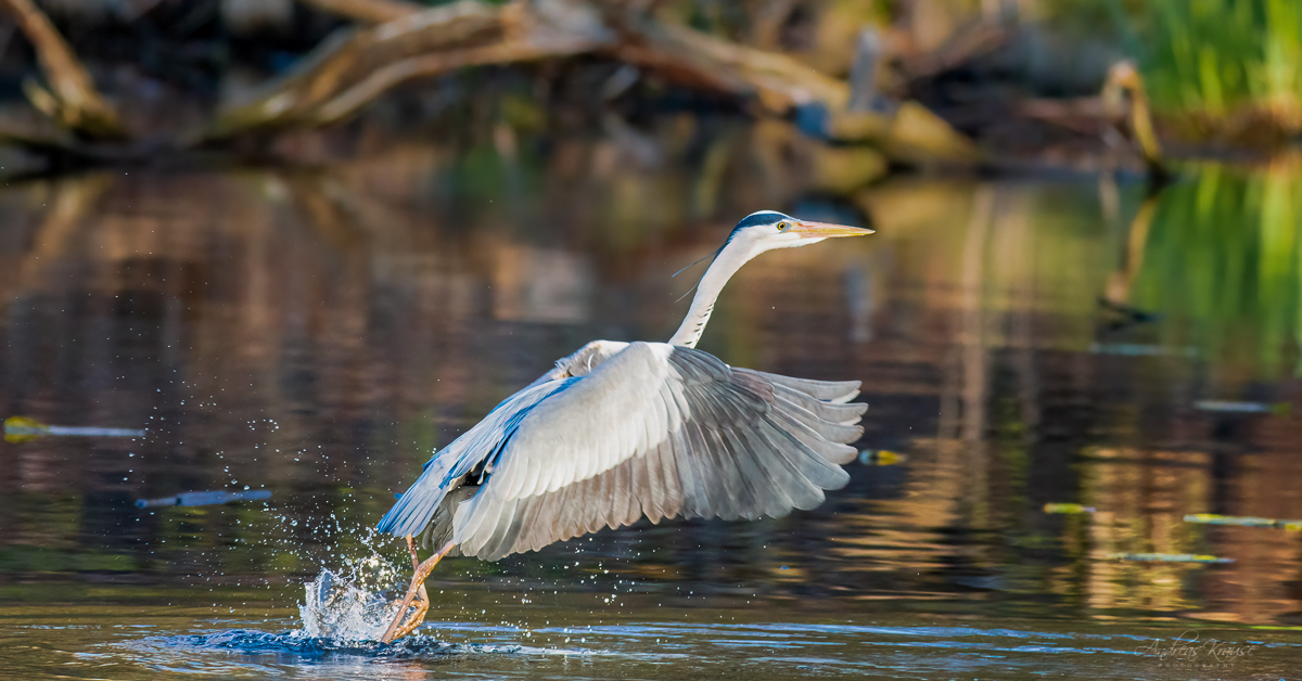 Graureiher (Ardea cinerea)