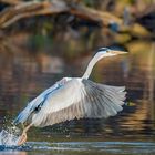 Graureiher (Ardea cinerea)