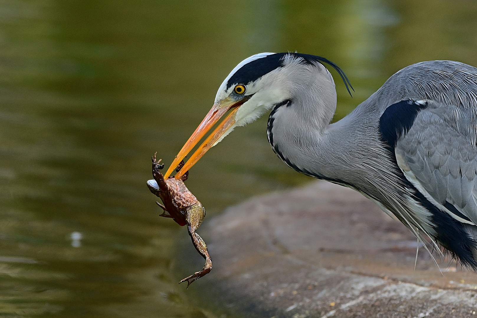 Graureiher (Ardea cinerea)