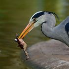 Graureiher (Ardea cinerea)