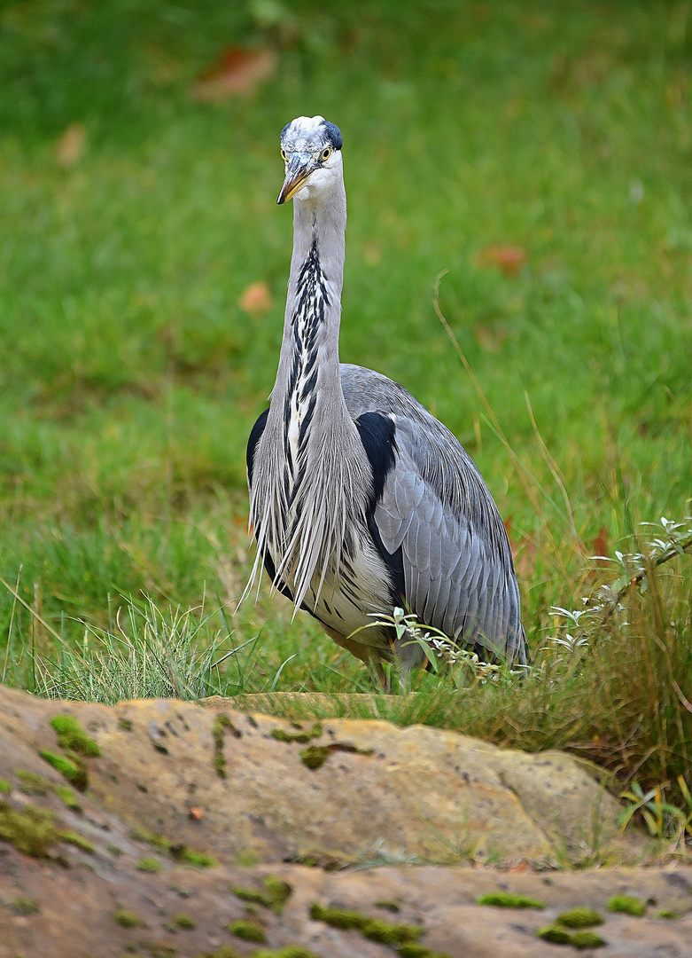 Graureiher (Ardea cinerea)