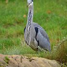 Graureiher (Ardea cinerea)