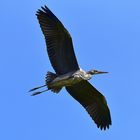 Graureiher (Ardea cinerea)