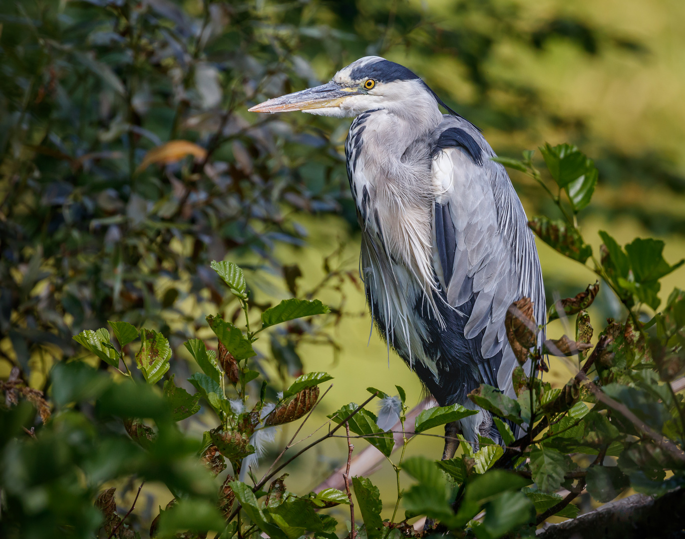 Graureiher (Ardea cinerea) 