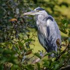 Graureiher (Ardea cinerea) 