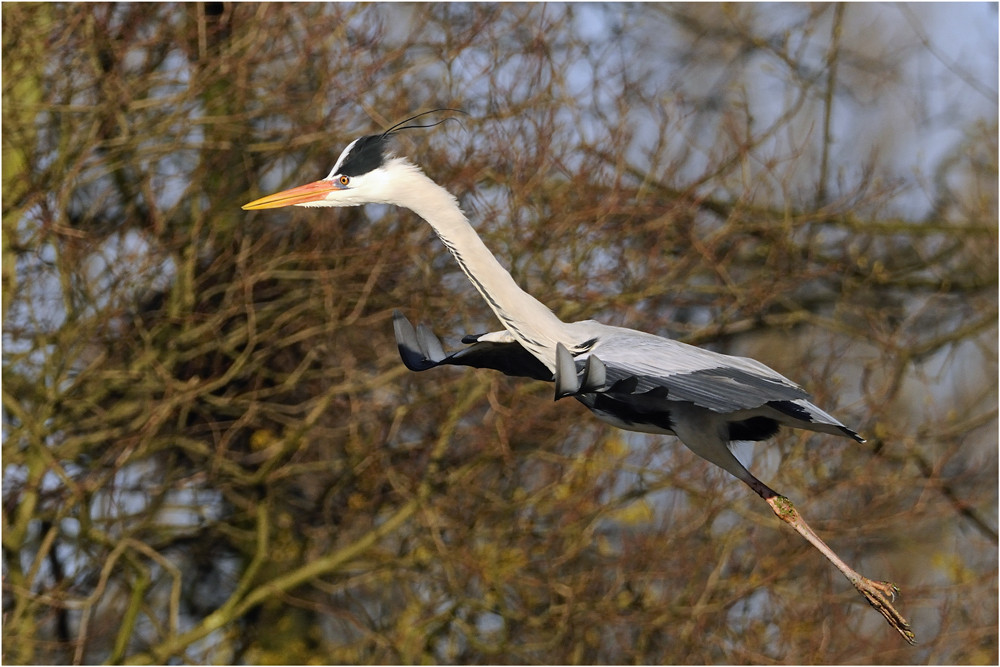 Graureiher (Ardea cinerea) .