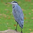 Graureiher (Ardea cinerea)