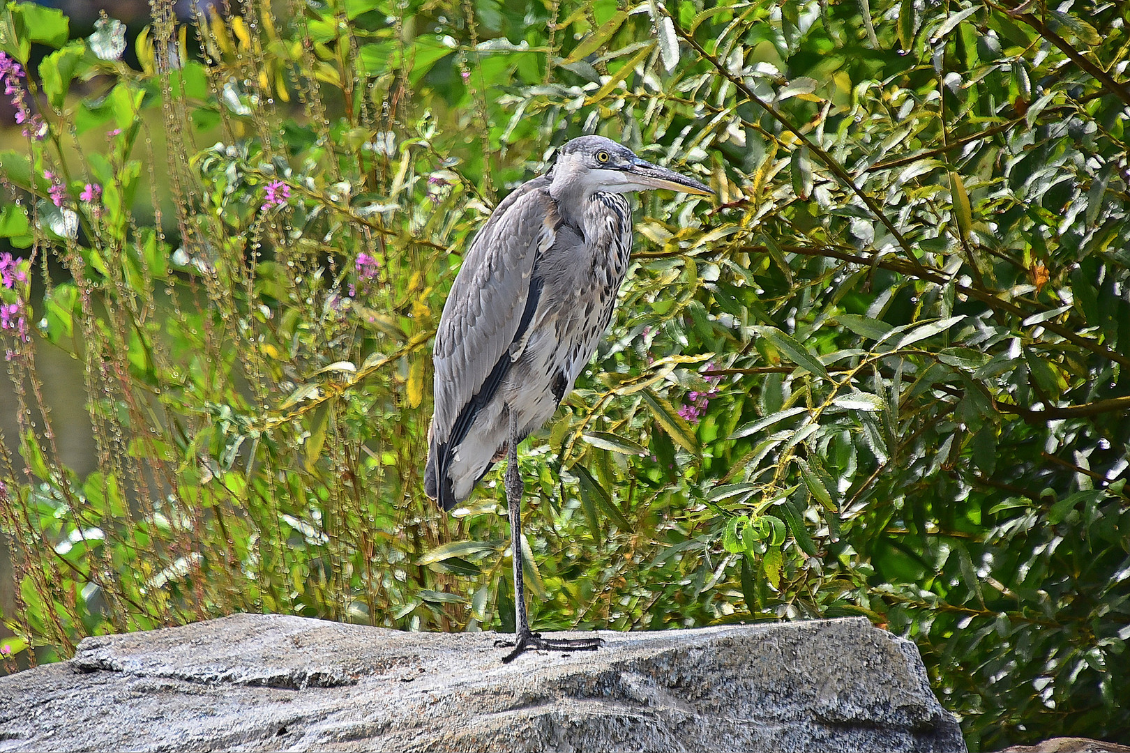 Graureiher (Ardea cinerea)