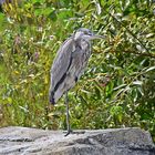 Graureiher (Ardea cinerea)