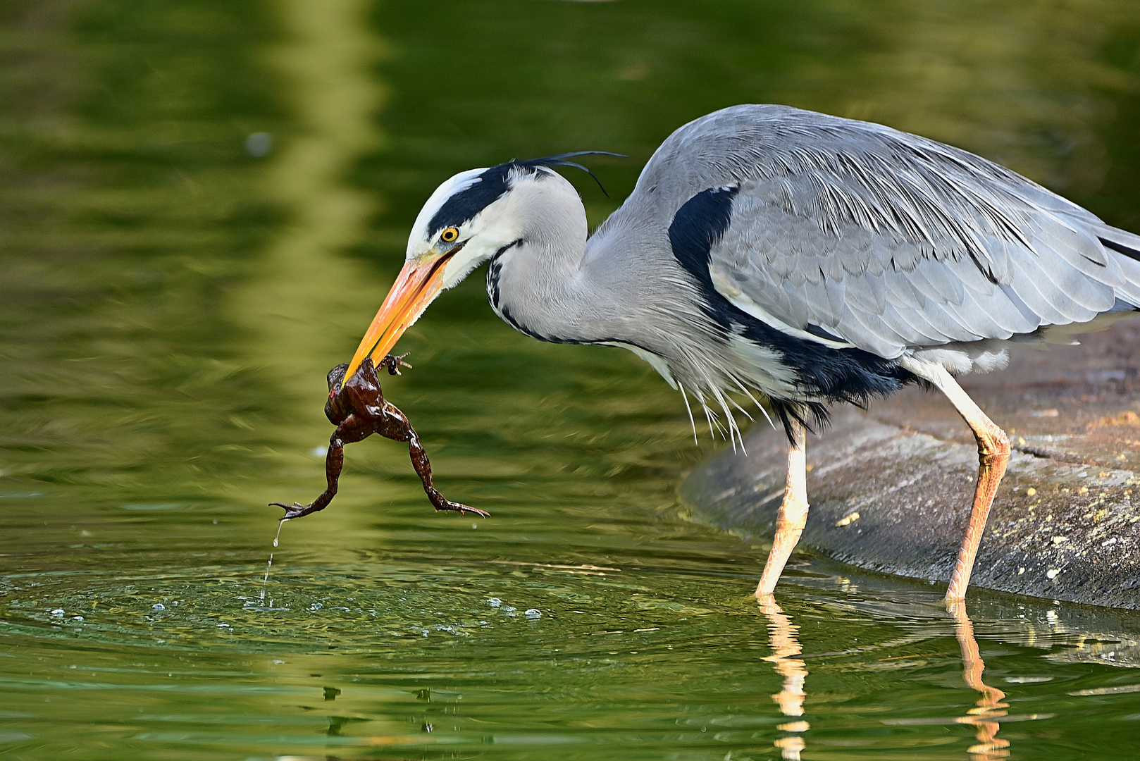 Graureiher (Ardea cinerea)