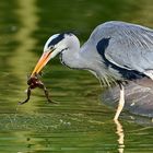 Graureiher (Ardea cinerea)