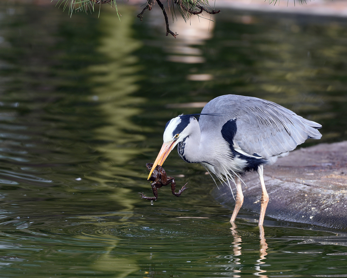 Graureiher (Ardea cinerea)