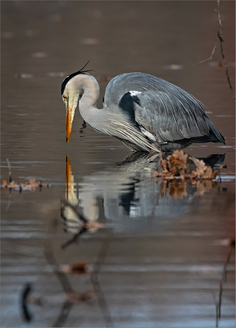 Graureiher  -  Ardea cinerea