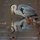 Graureiher  -  Ardea cinerea